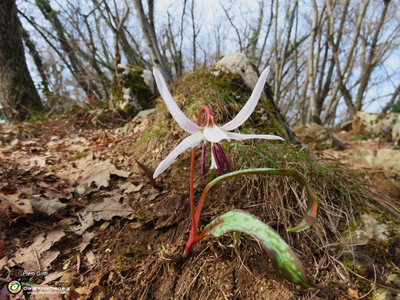 50 Dens canis- Dente di cane.JPG